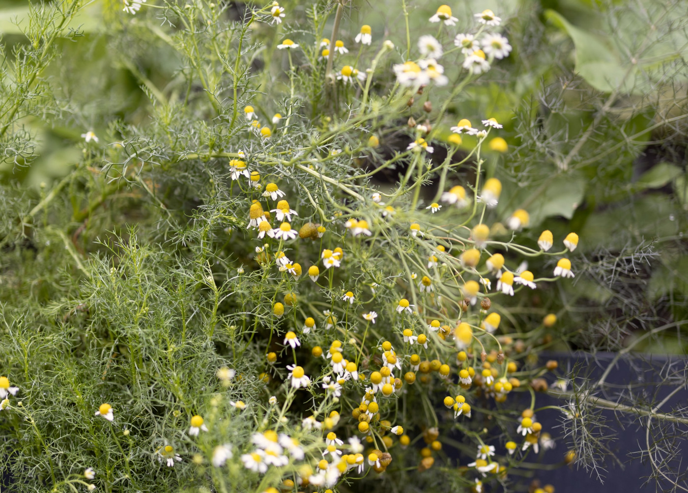 chamomile growing in fall garden