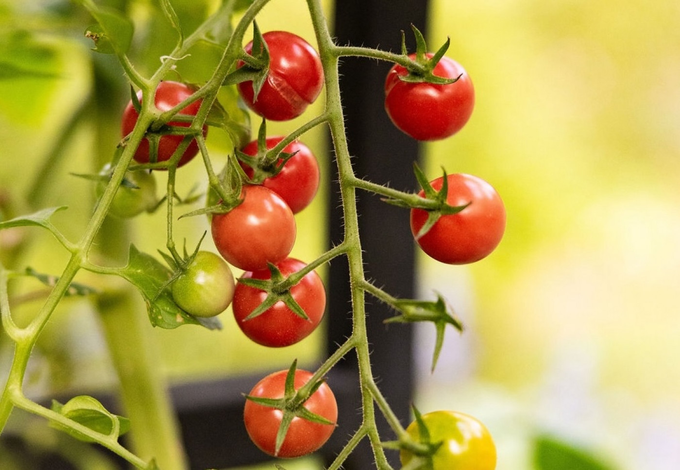 ripe tomatoes