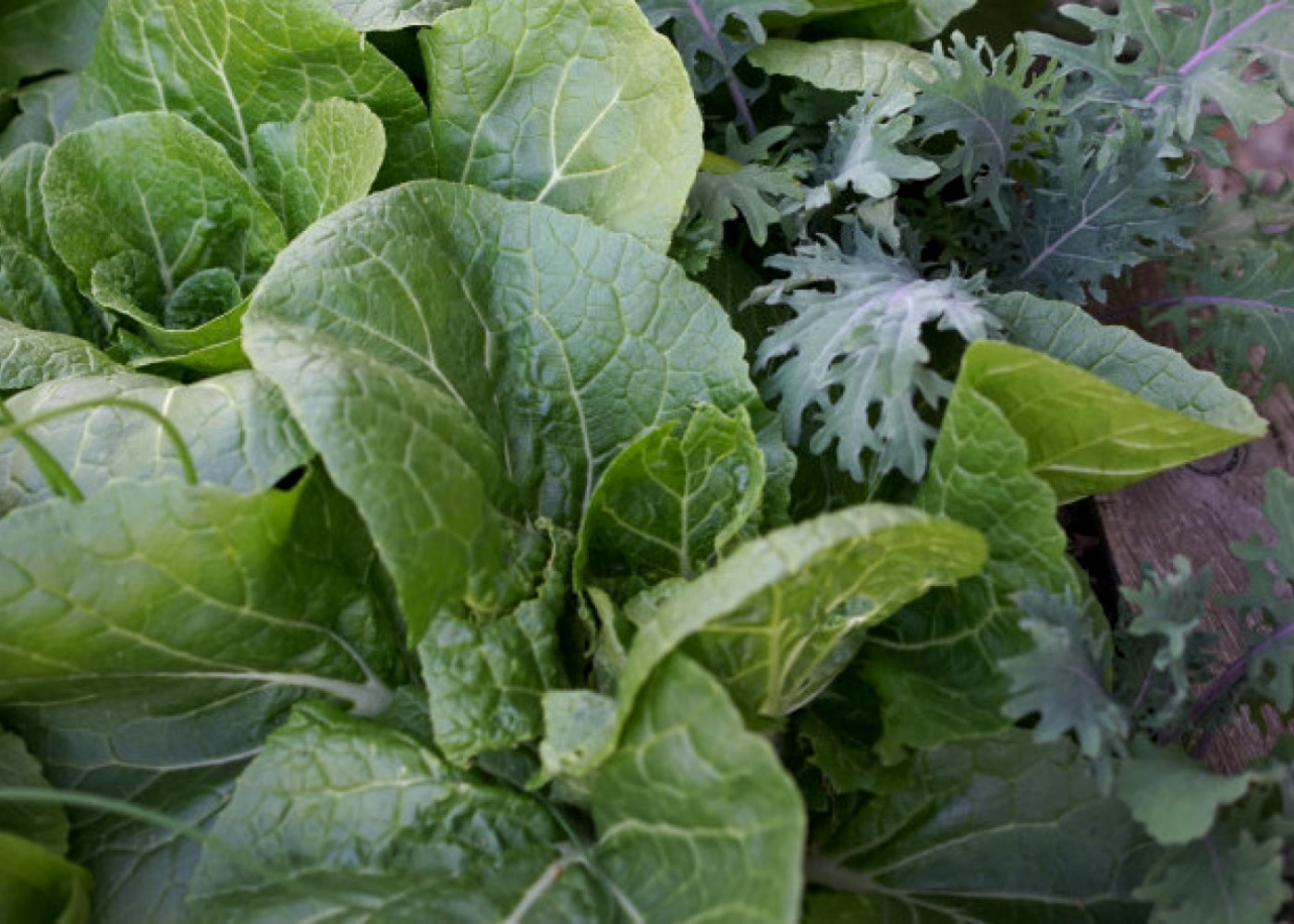 napa cabbage