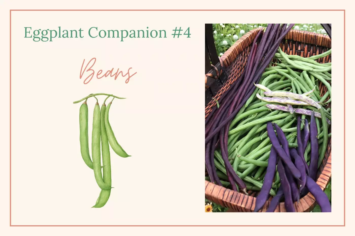 Beans illustration and photo