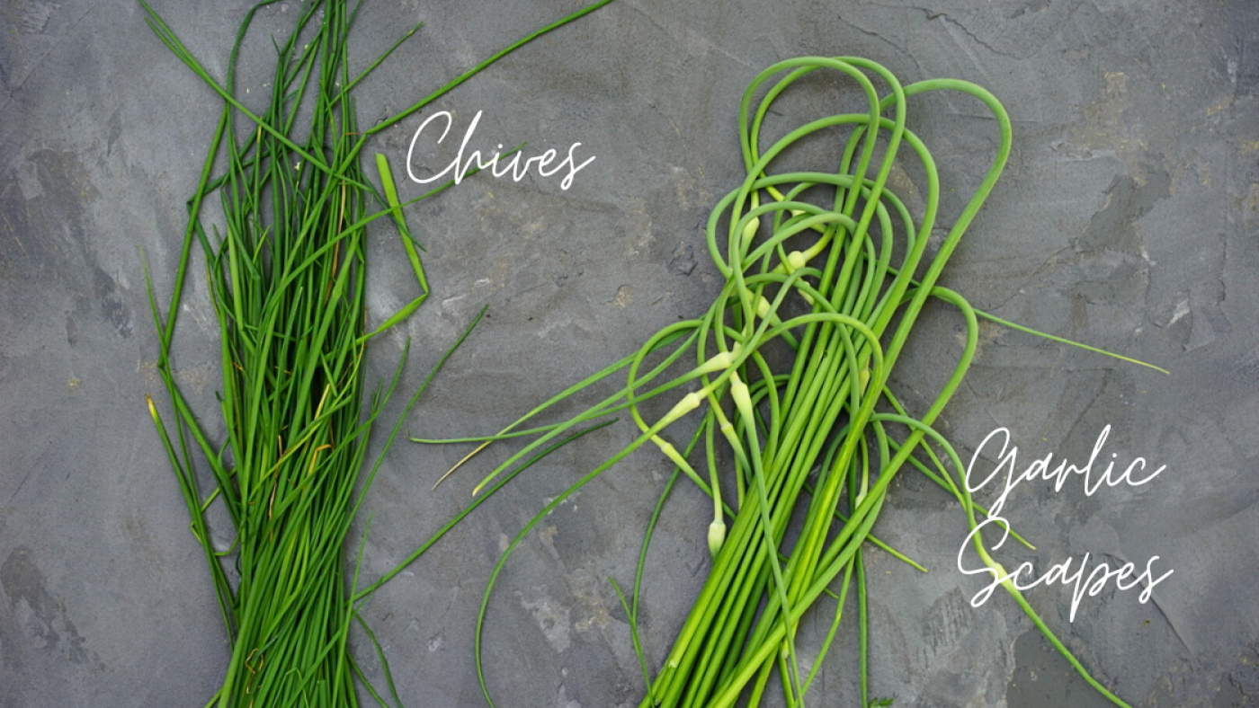 chives vs garlic scapes