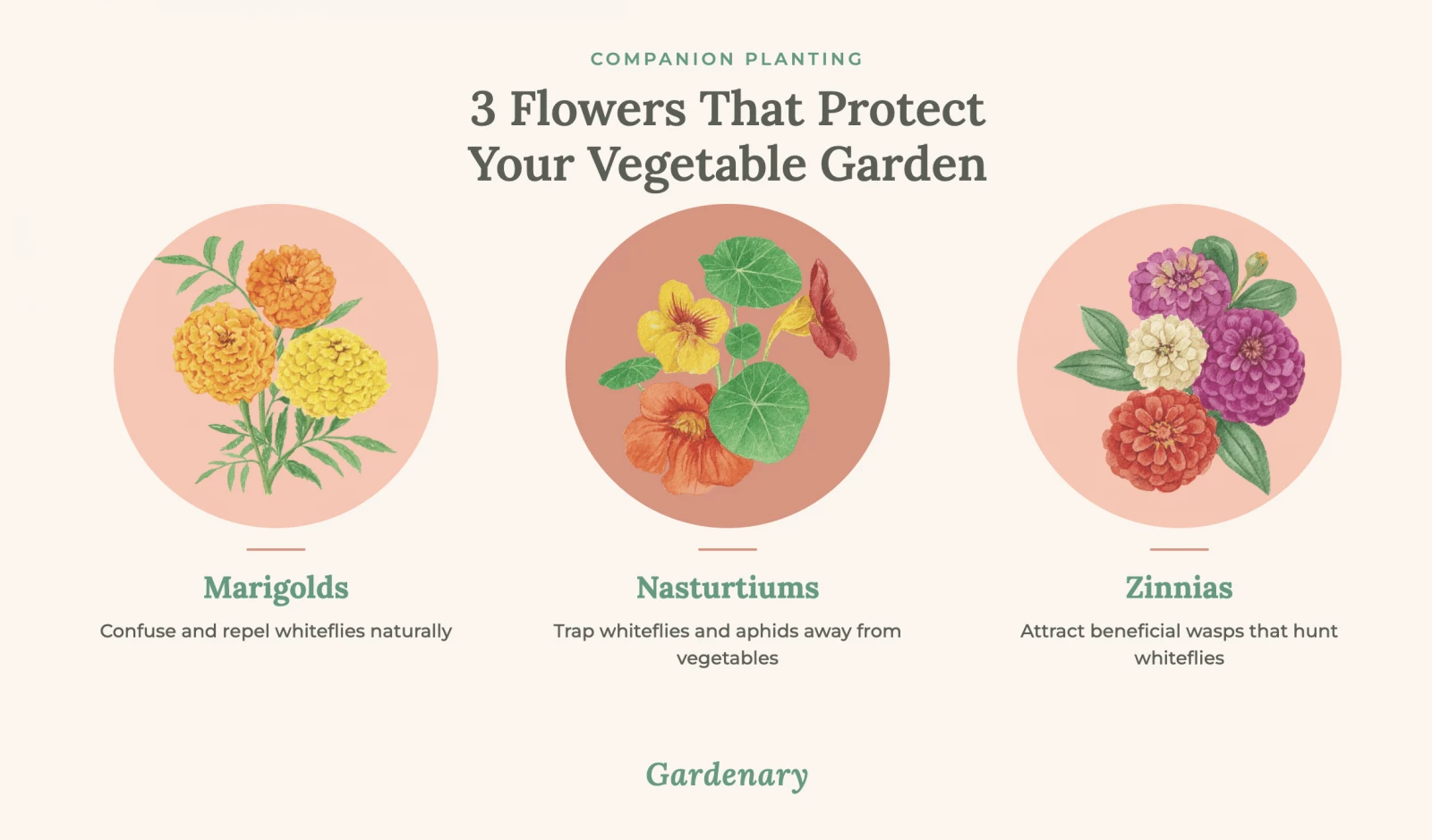 infographic that shows marigolds, nasturtiums, and zinnias as companion plants