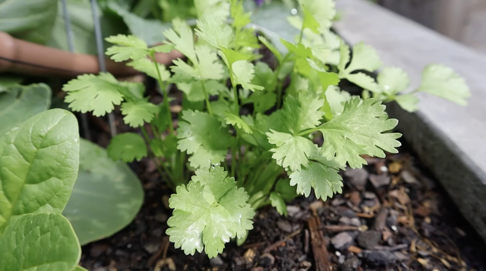 A close up of cilantro leaves