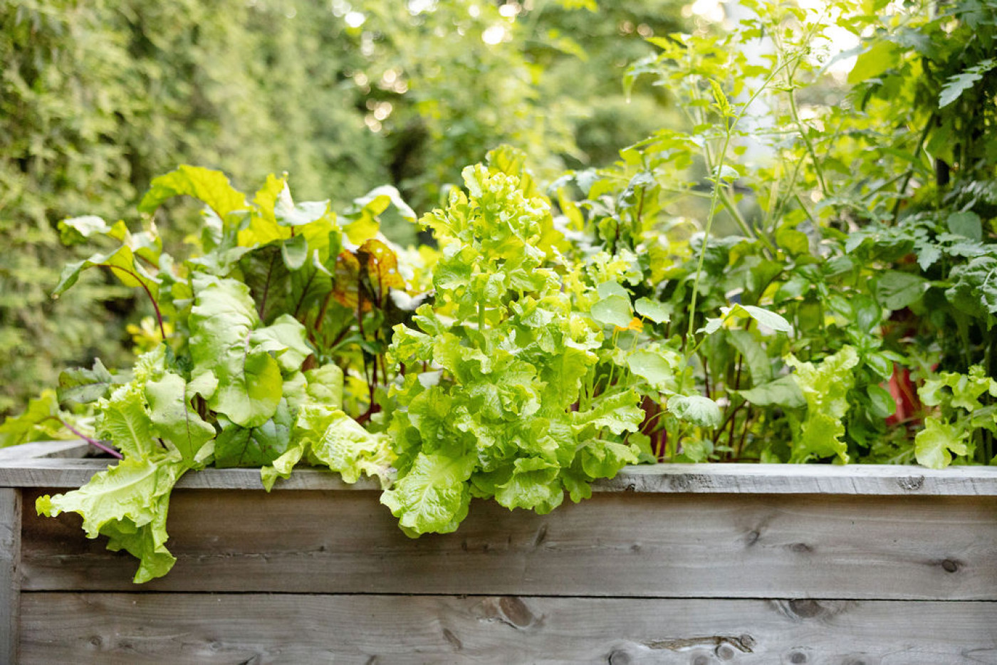 what to plant in the fall includes lettuce