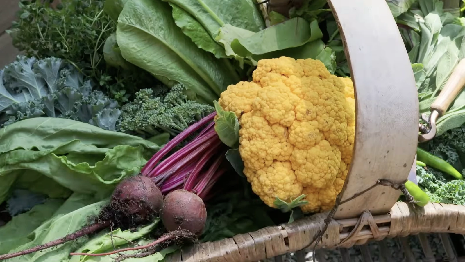 Cauliflower in a harvest basket