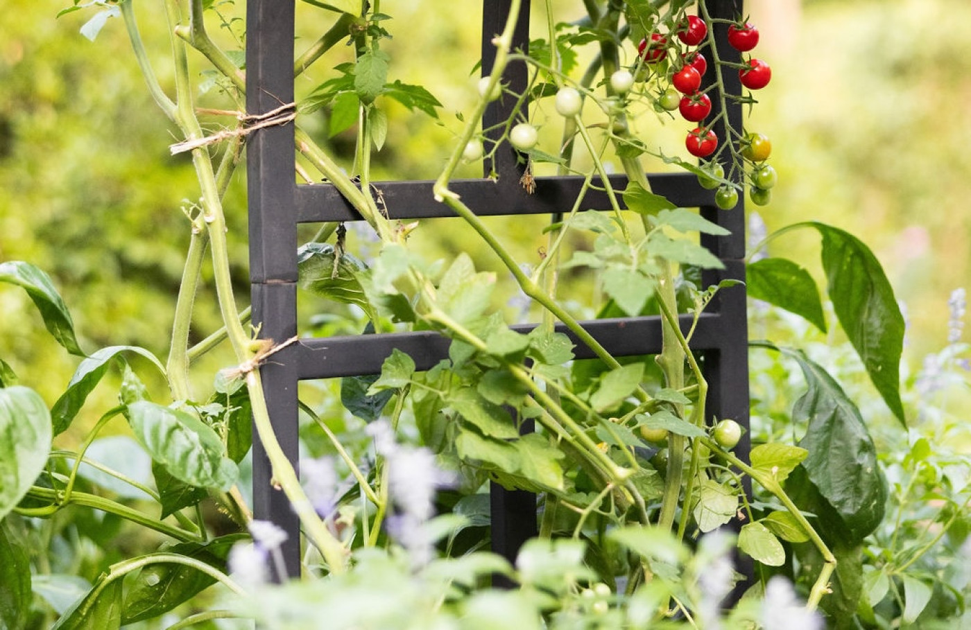 example of tomato pruning mistake