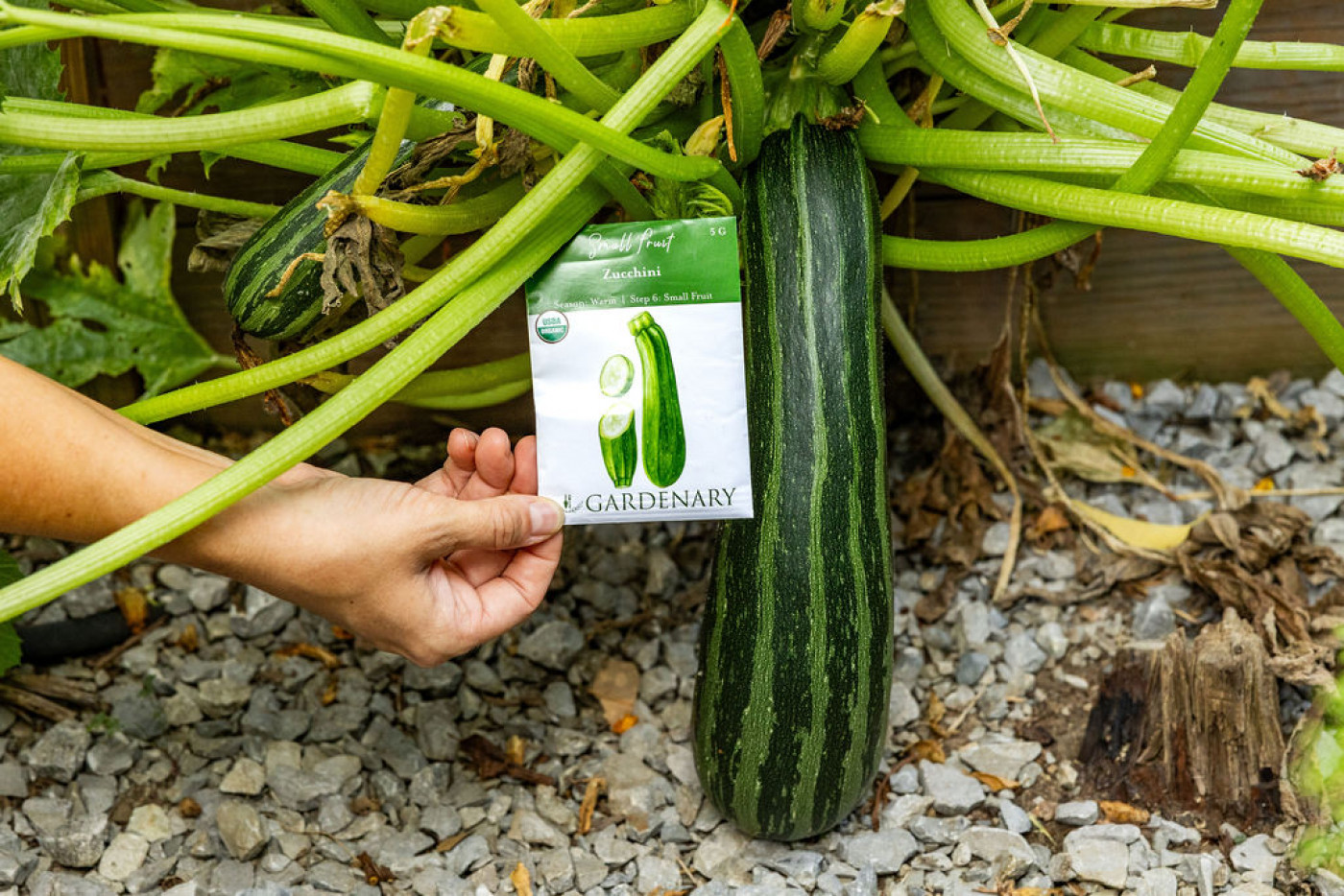zucchini how to grow