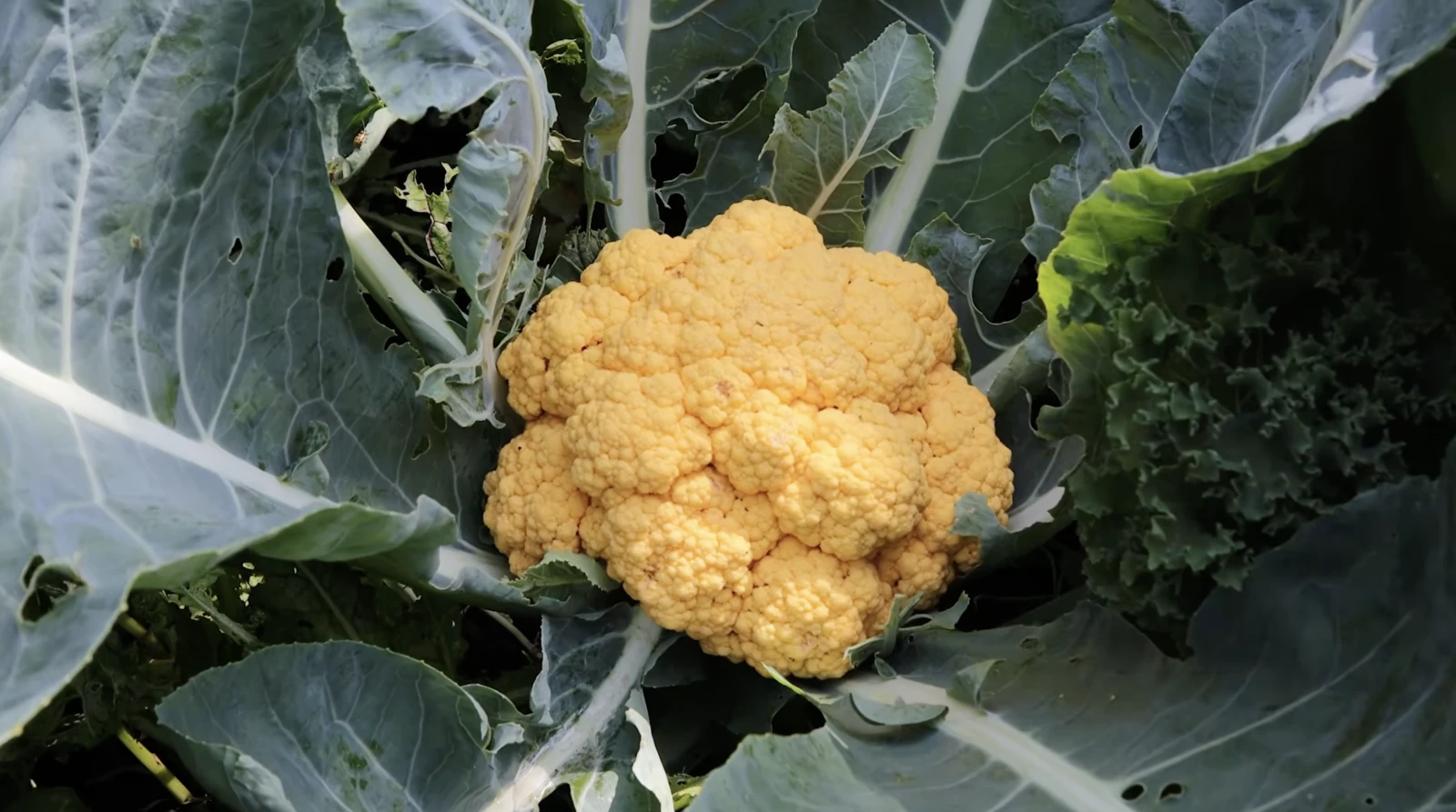 yellow cauliflower