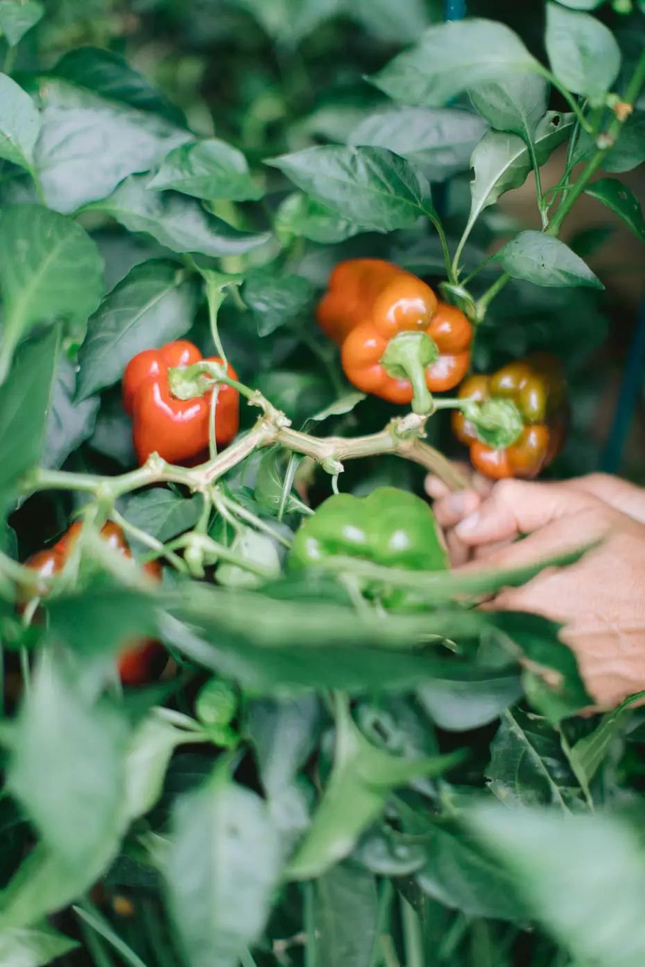 Episode 35 of the Grow Yourself Podcast: Talk Dirty to Me