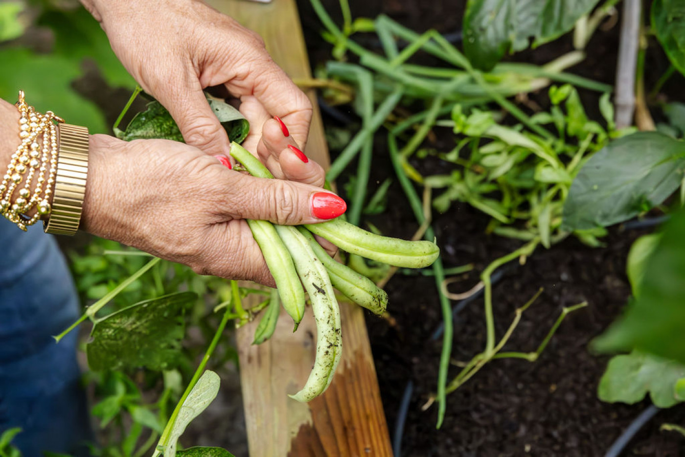hands harvesting bush beans from garden