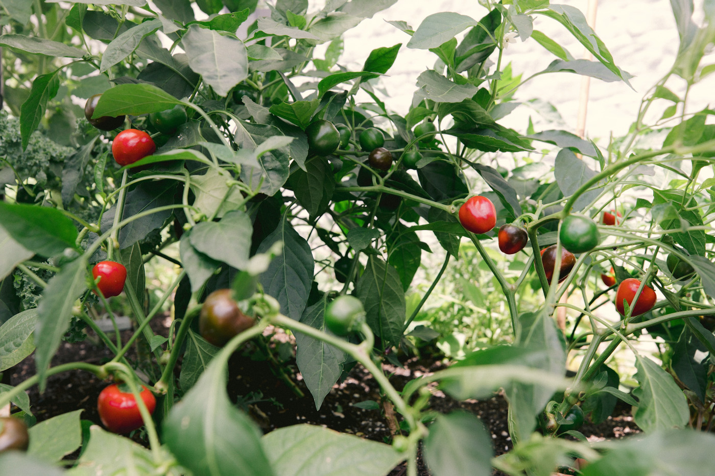 pimento peppers
