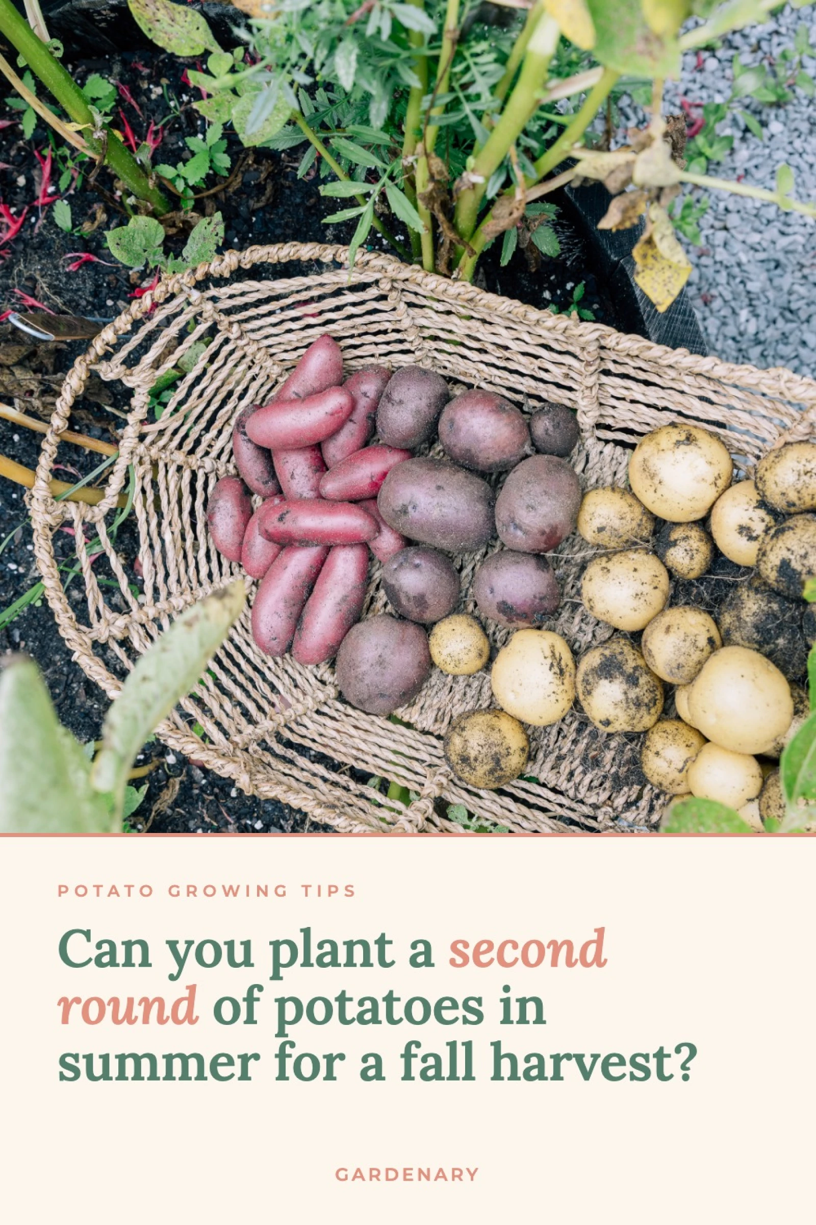 potatoes in a basket