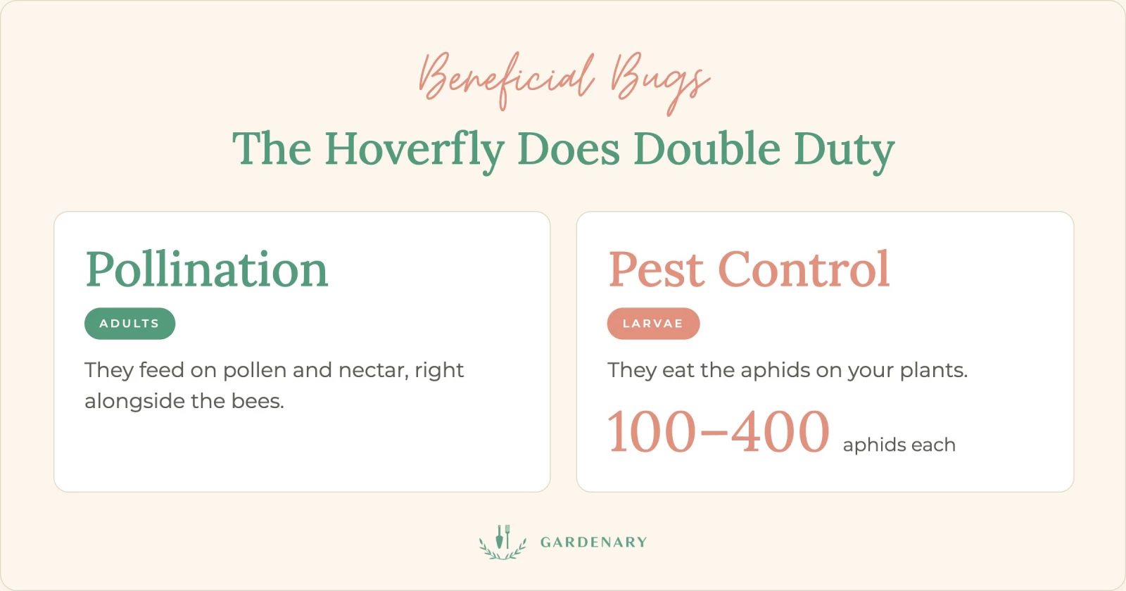 hoverfly infographic