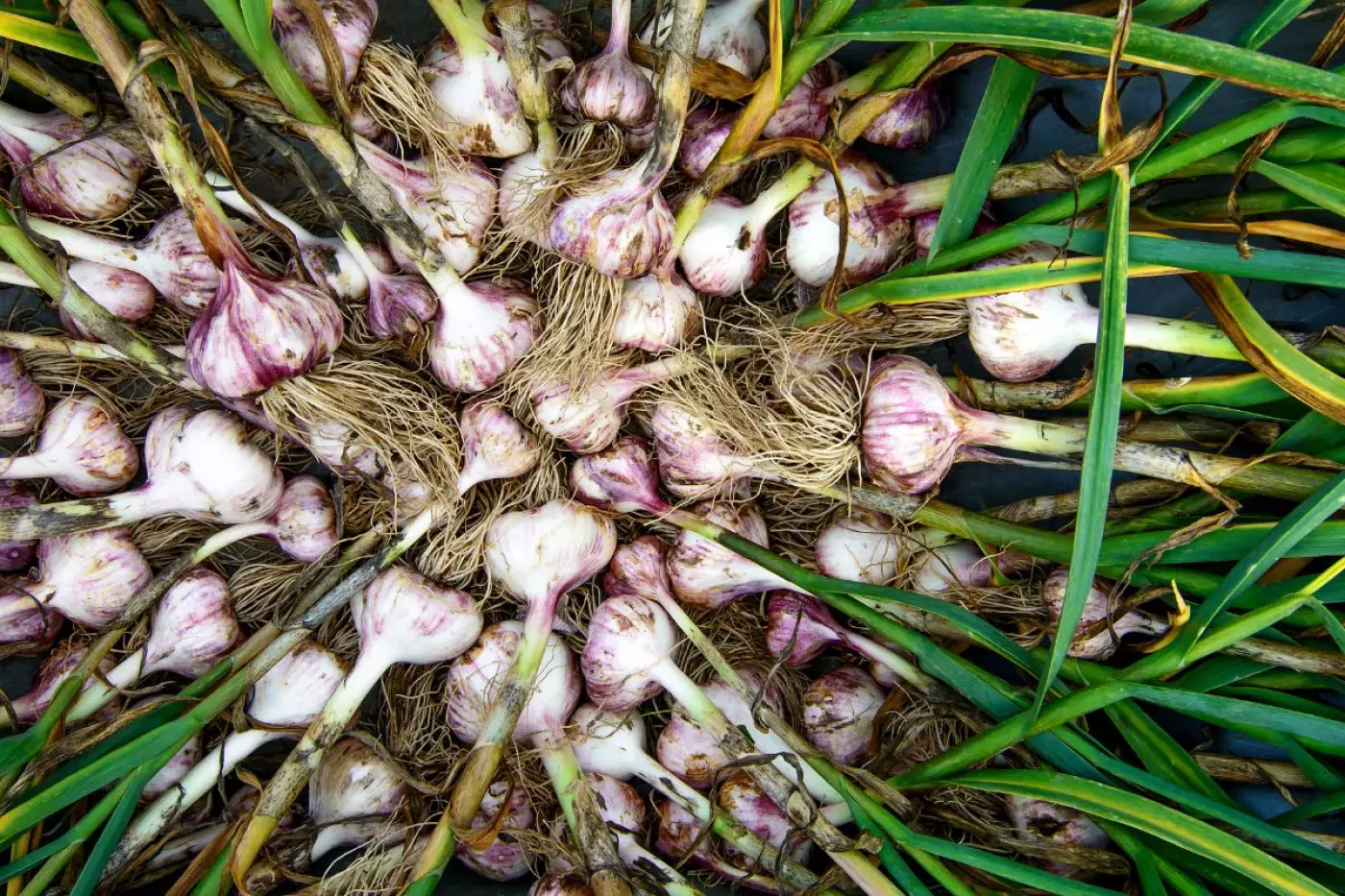 Garlic plant photo