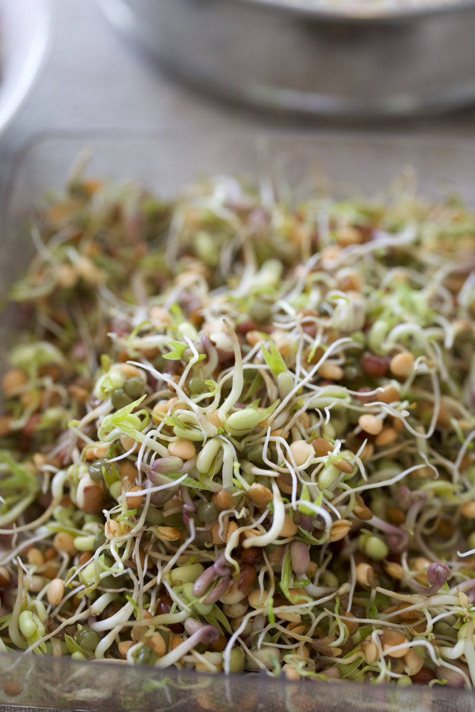 Are Microgreens the Same as Sprouts? • Gardenary