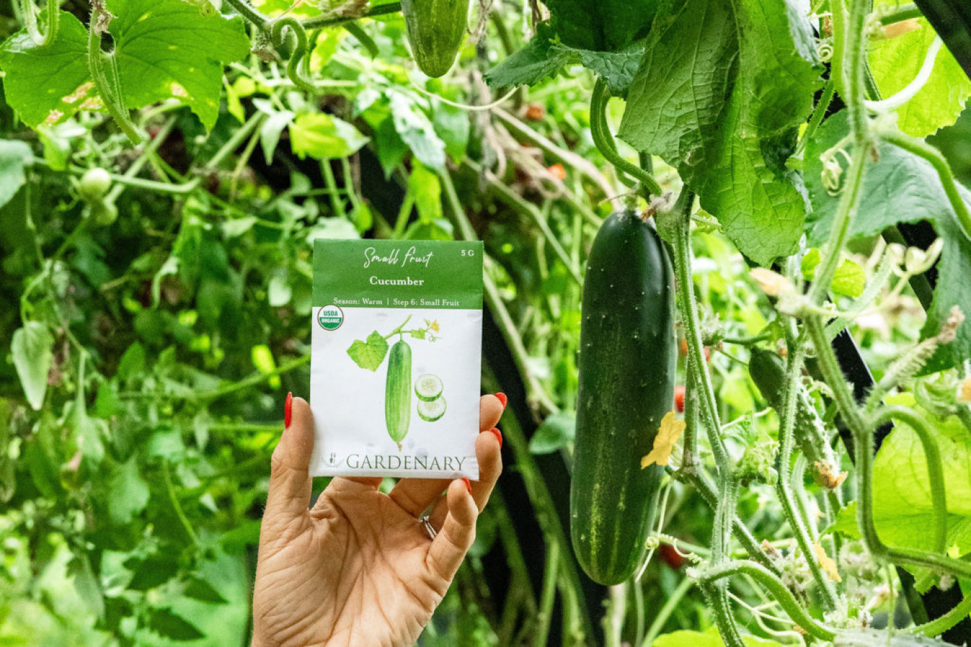 A pack of cucumber seeds and a cucumber on a trellis