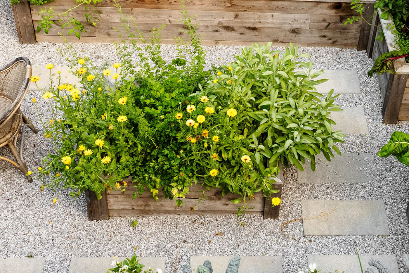 Calendula plants work well in raised beds