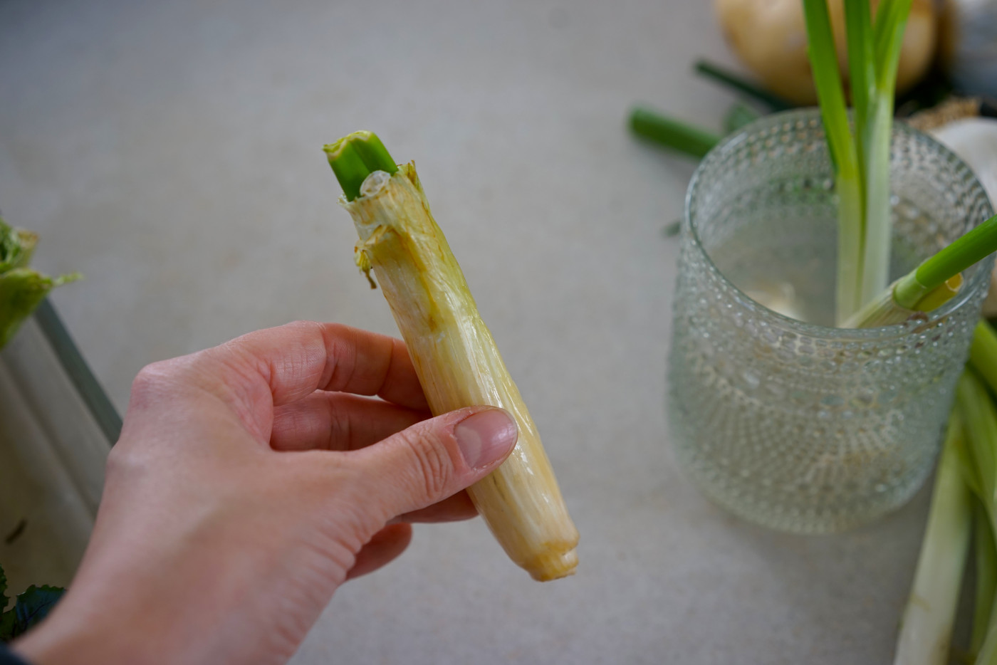 green onion scrap