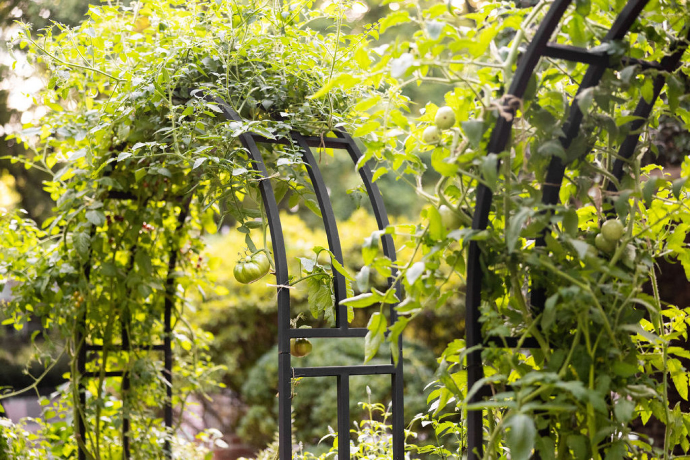 tomato fruits growing on arch trellises