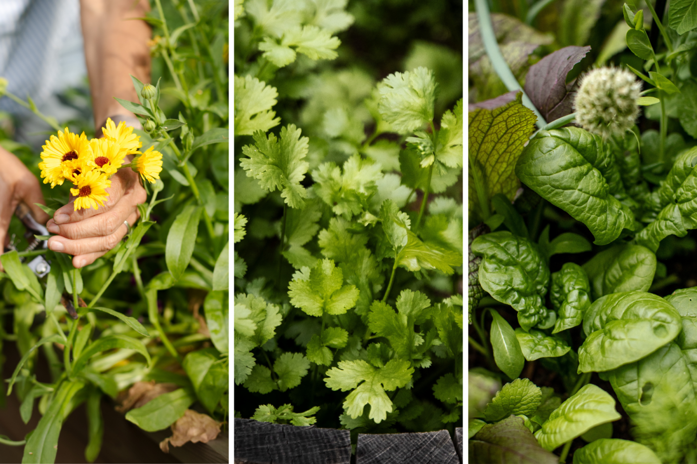 What Can You Plant in Cooler Areas in August?