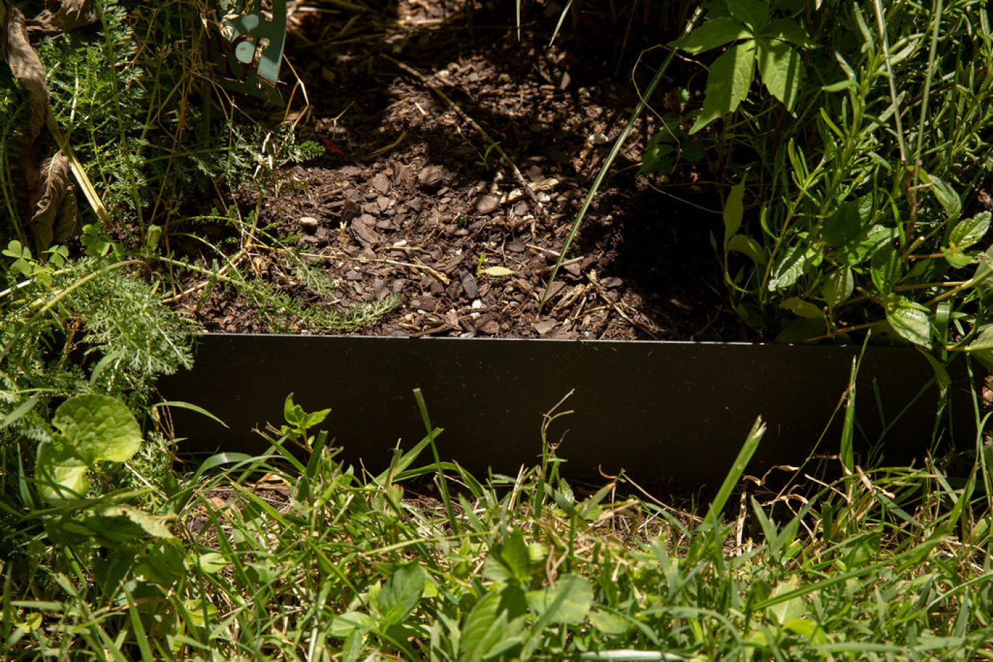 Steel edging separating grass from the garden border