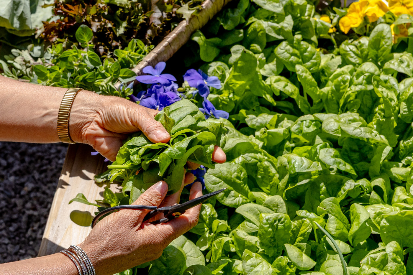 harvesting spinach in fall garden