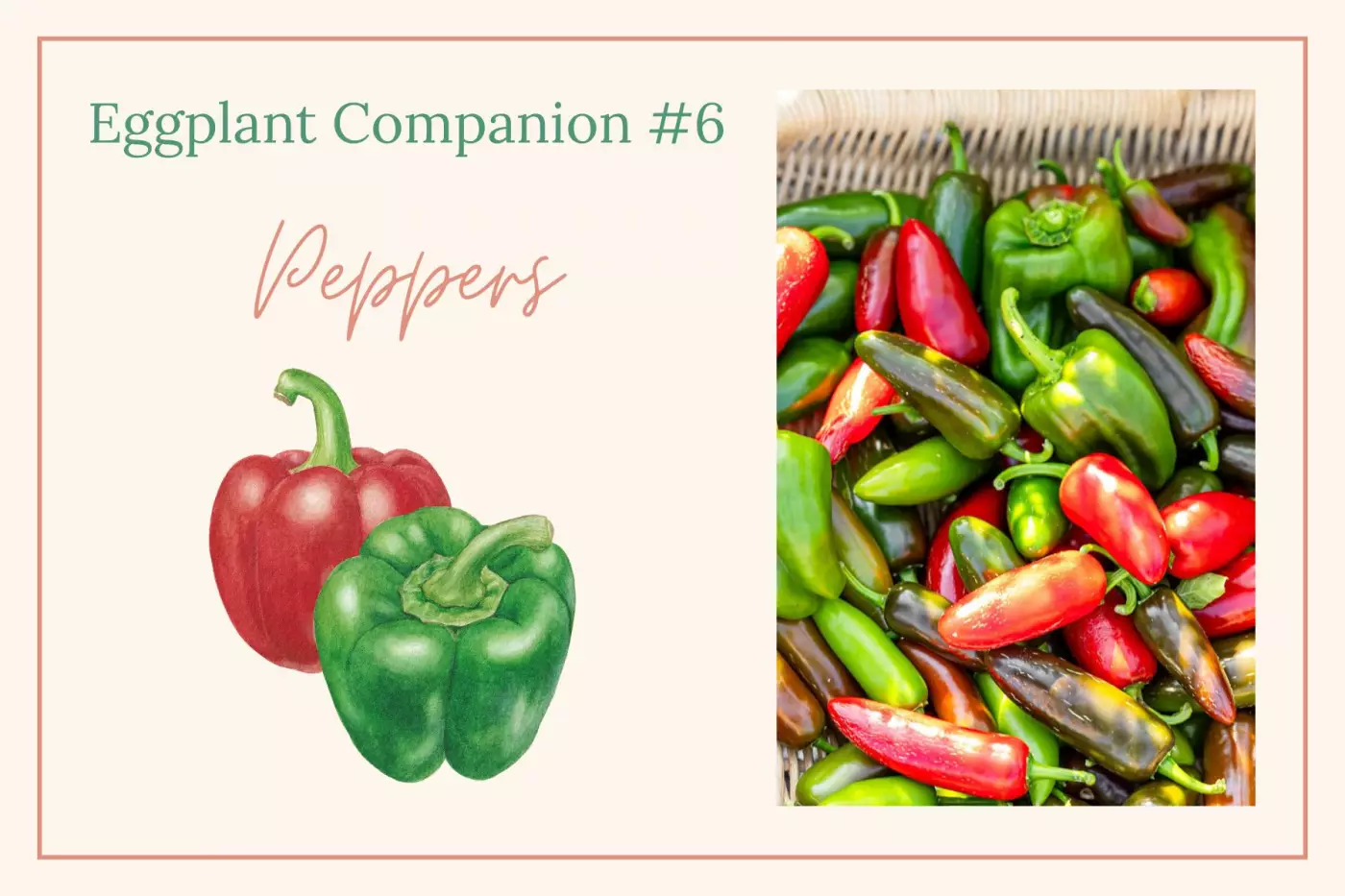 Bell pepper illustration and a photo of a basket of peppers