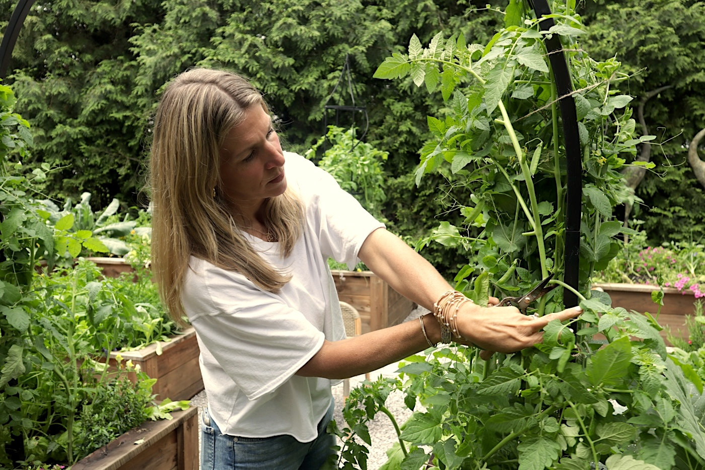 how to prune tomato plants
