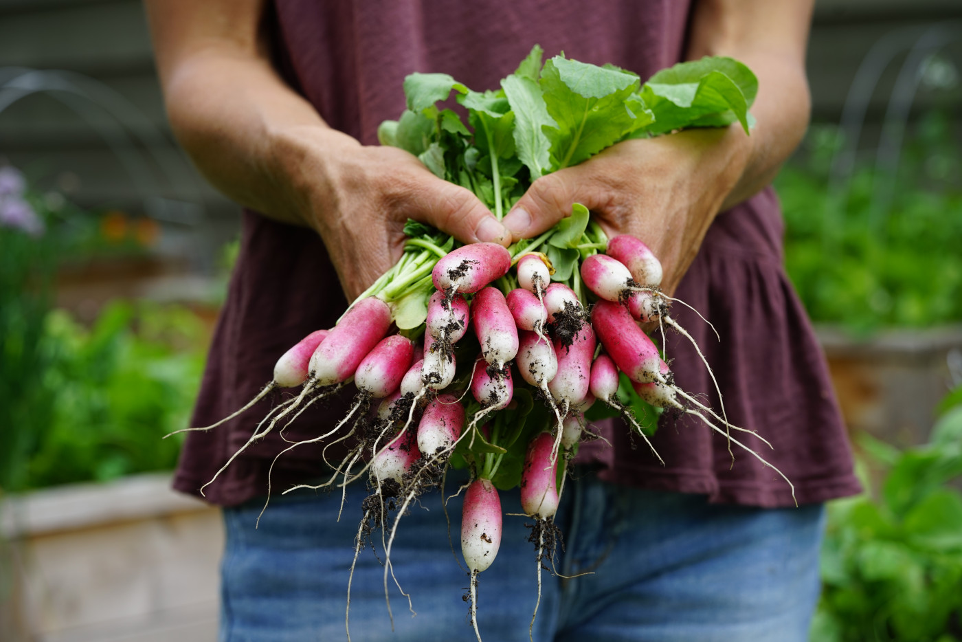 Gardener holding a large bundle of freshly picked French Breakfast radishes with soil still clinging to the roots.
