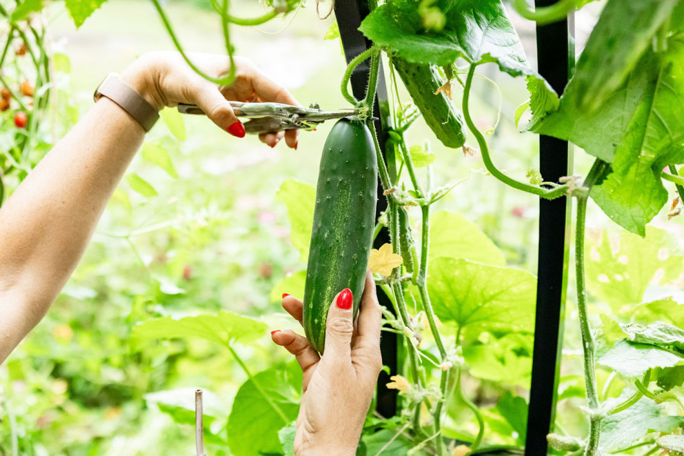 Hands harvesting a ripe cucumber from a garden trellis using pruning shears.