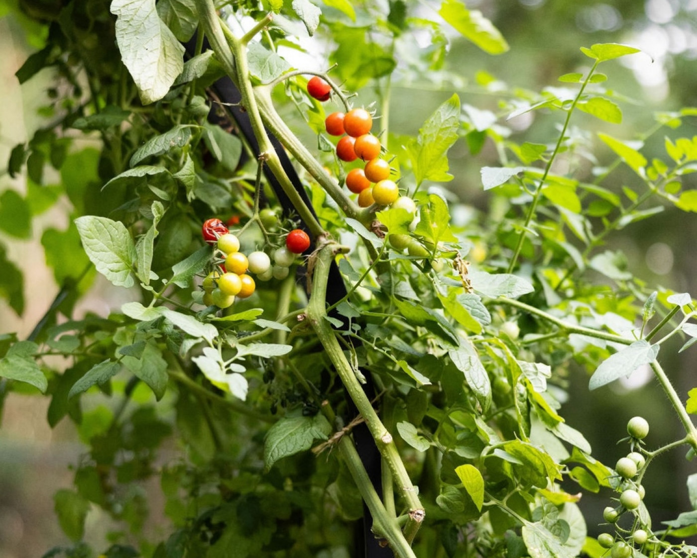 vine-ripened tomatoes in the garden