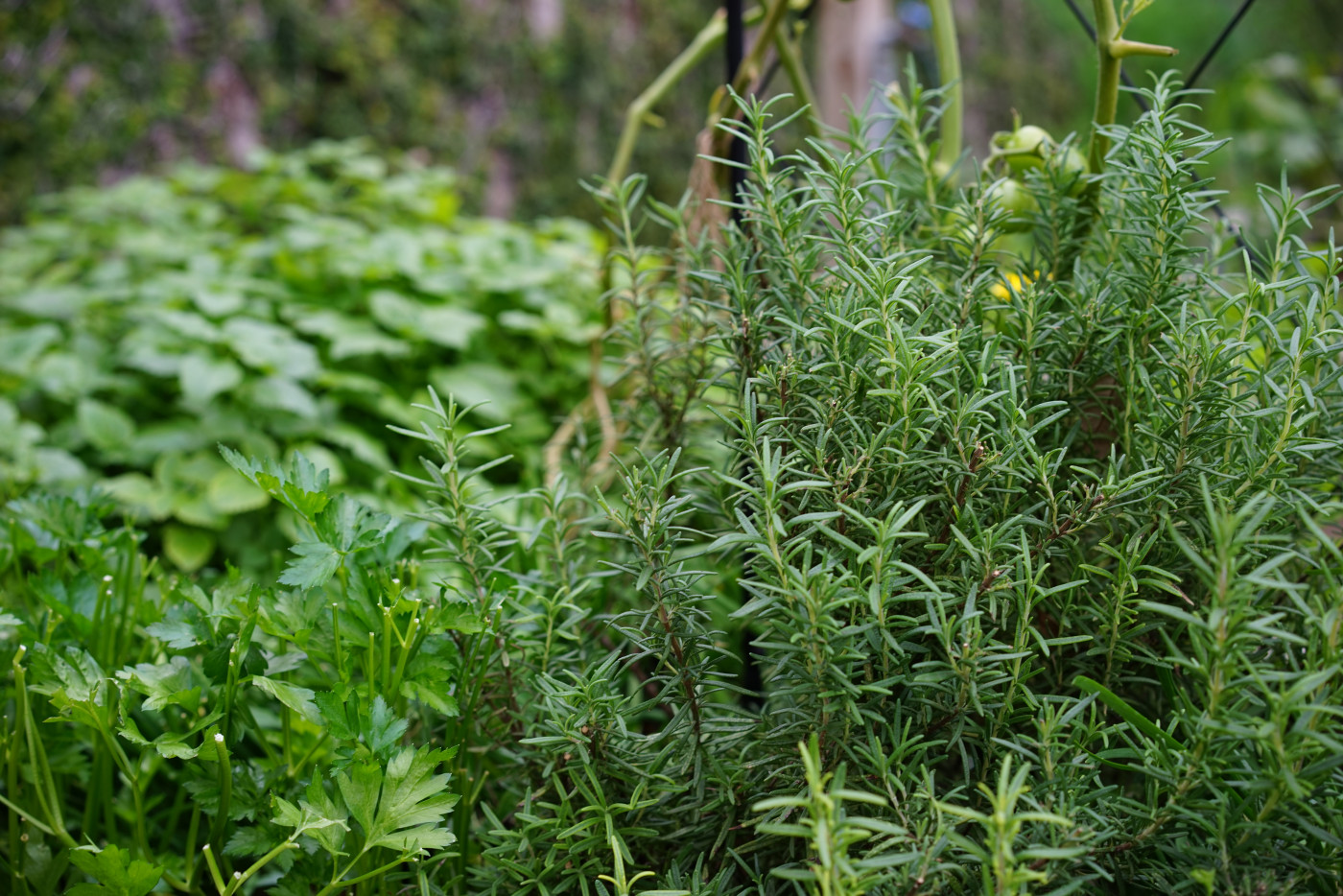 A rosemary plant