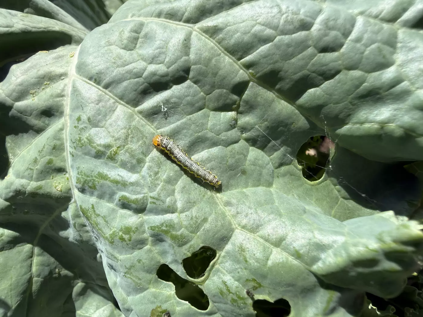 a photo of kale leaves with holes and little caterpillar on the leaf