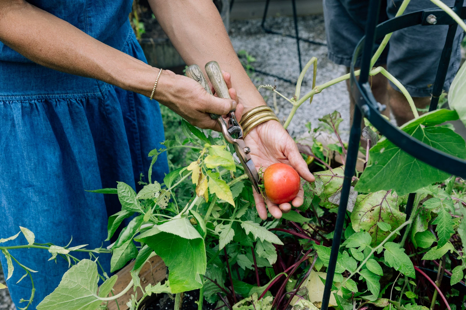 Harvesting a tomato