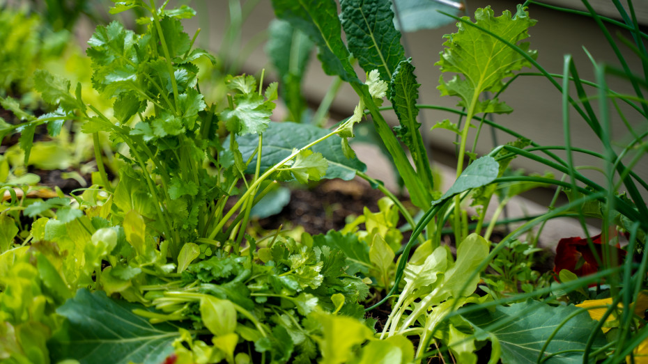 How to keep your cilantro from bolting