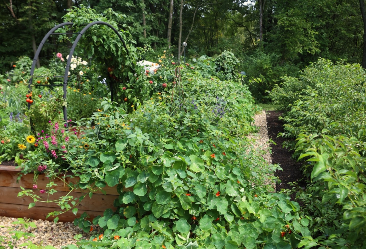 nasturtiums are great companions for tomatoes
