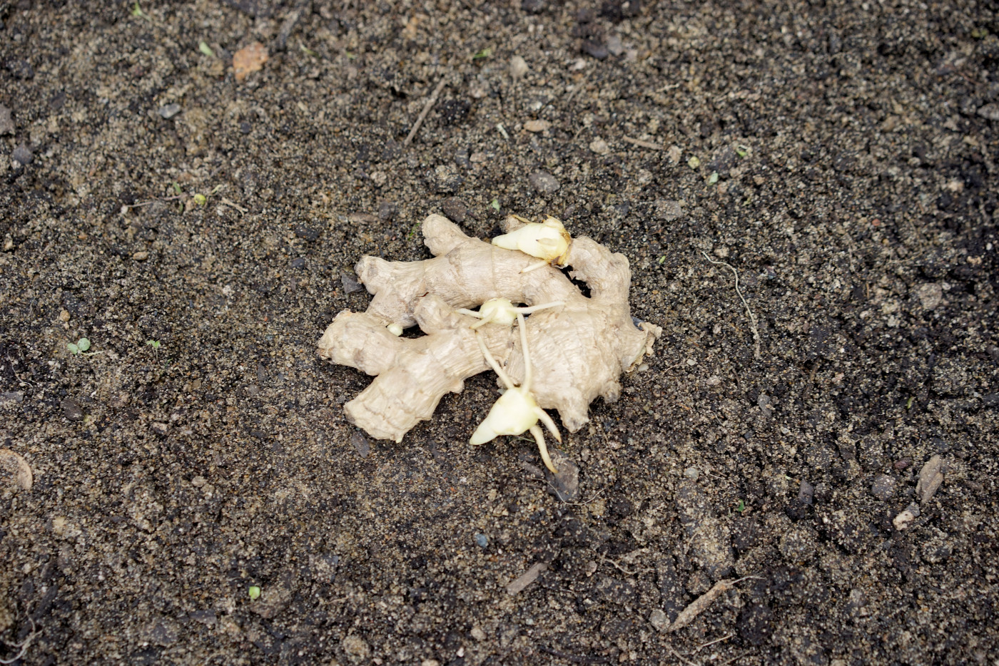 sprouted ginger