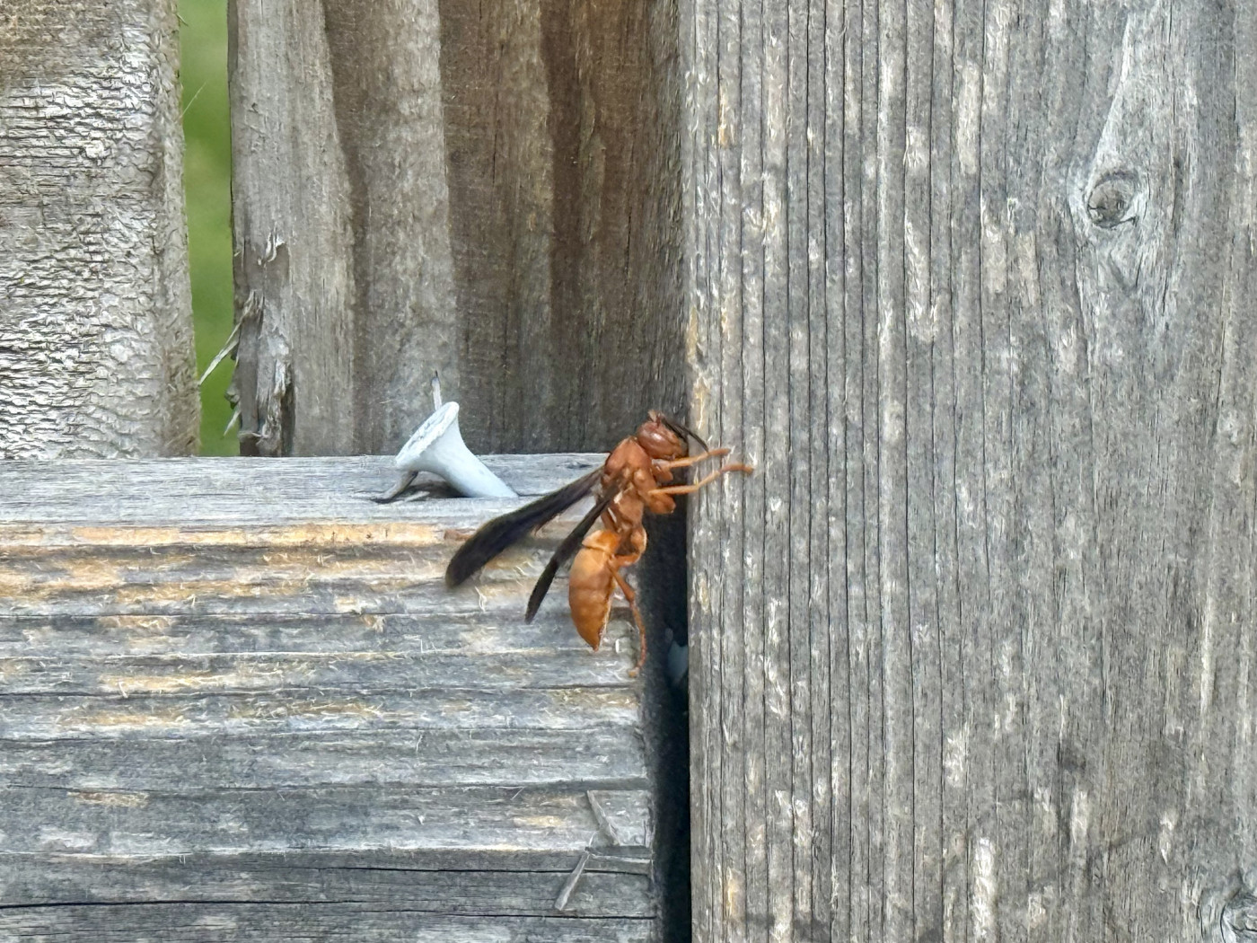 A red paper wasp on a wooden fence