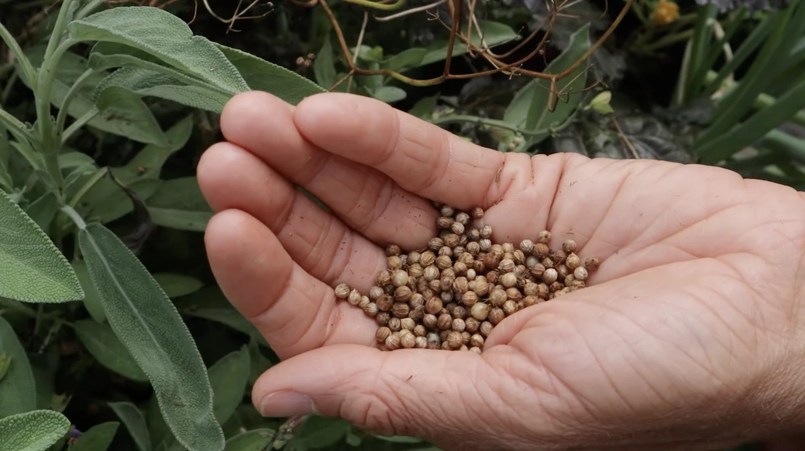 A hand holding cilantro seeds