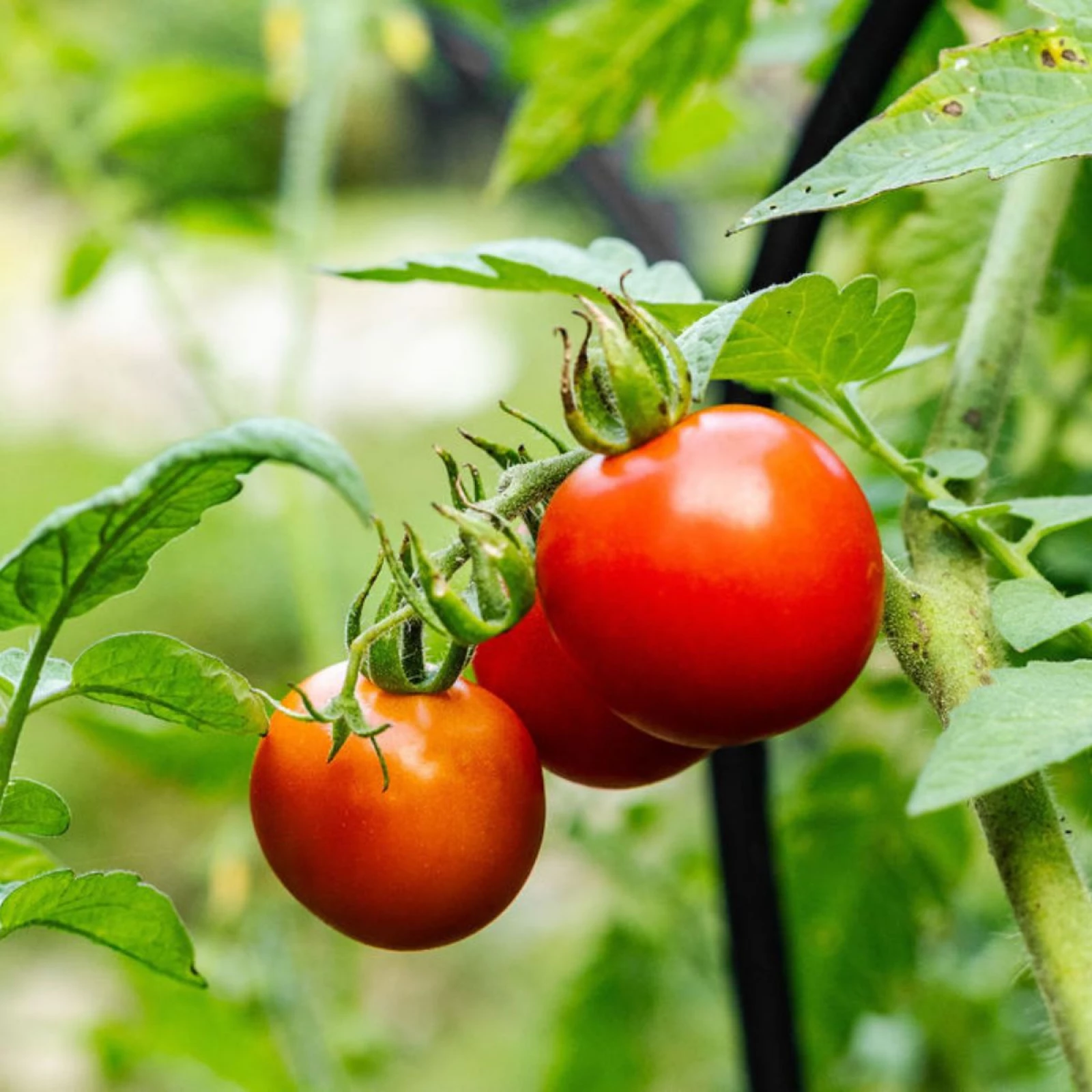 Two tomatoes on a vine