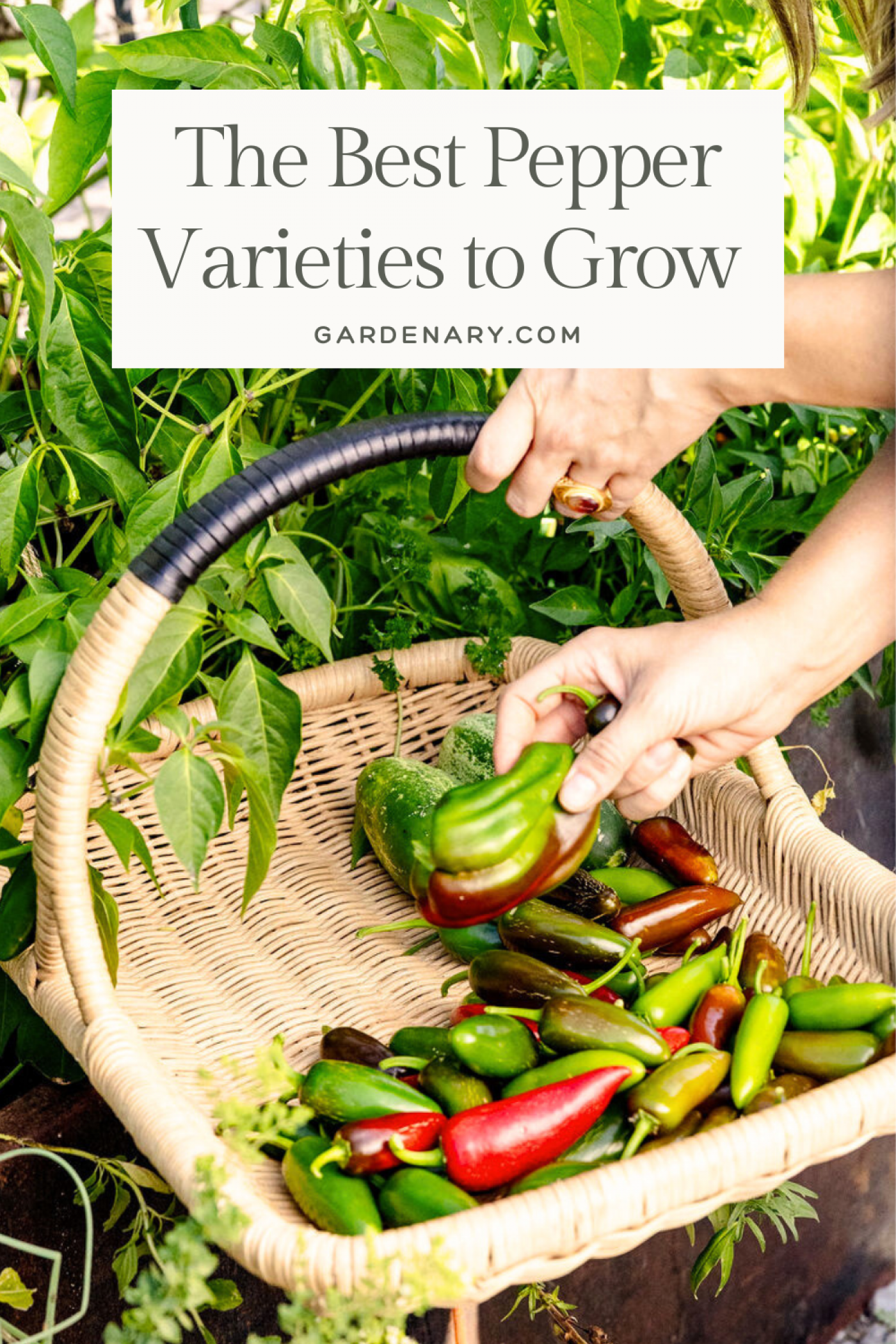 The Best Varieties of Peppers to Grow at Home