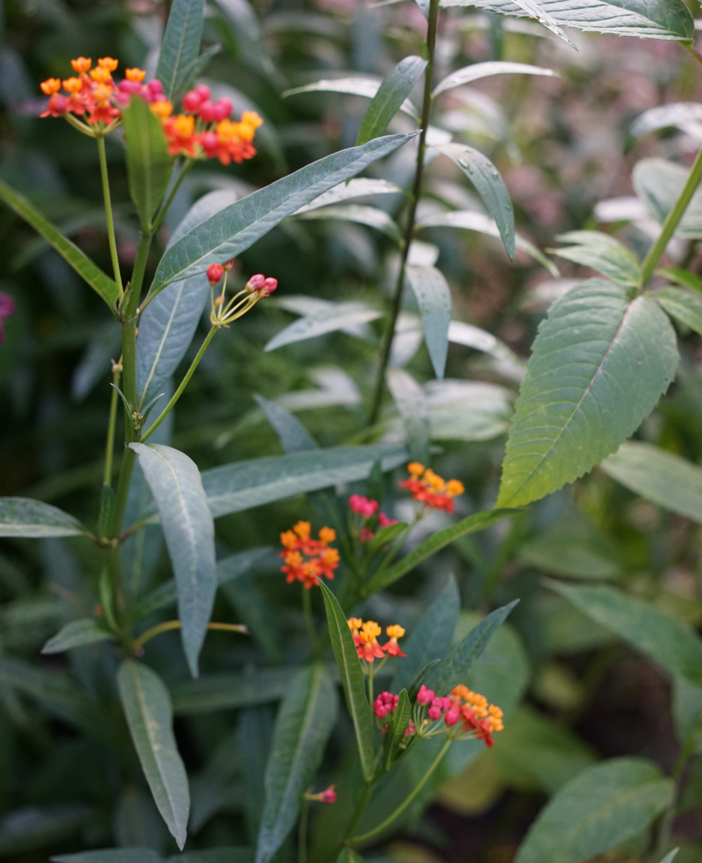 Milkweed plant