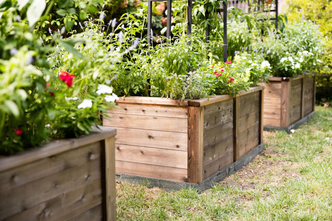 Close-up of raised wooden garden beds filled with herbs, tomatoes, and colorful flowers, framed by black trellises in a sunny backyard.