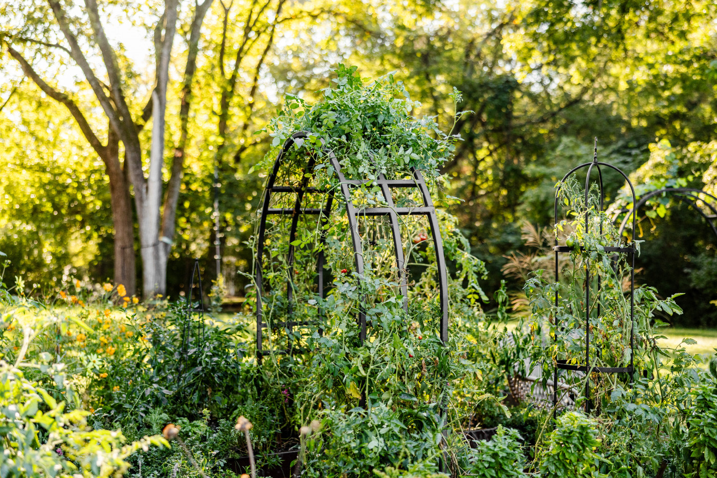 tomato plants growing on arch trellis