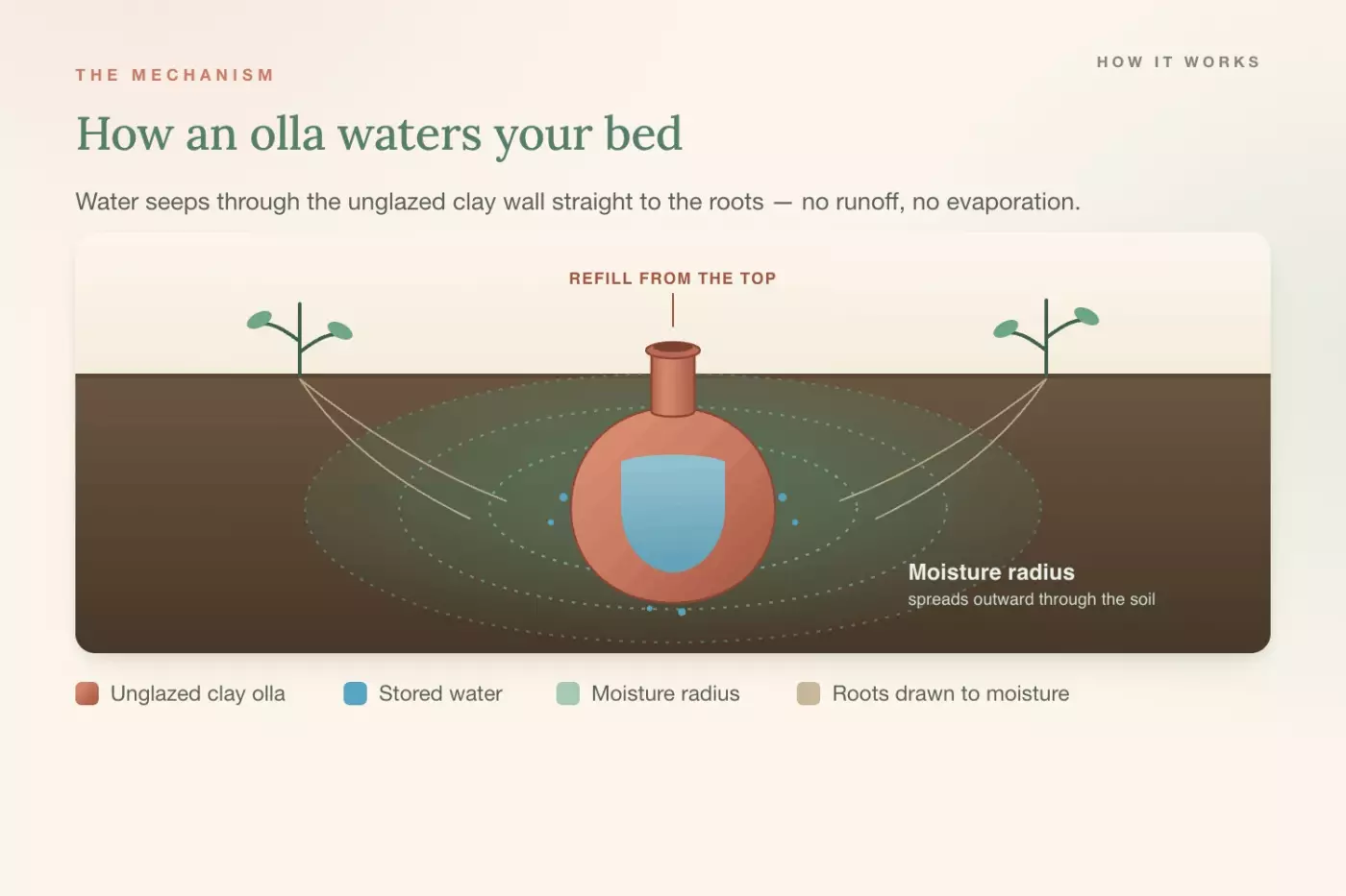 Gardenary diagram showing how an olla watering pot works underground — unglazed terracotta olla buried in soil with moisture radius spreading to plant roots
