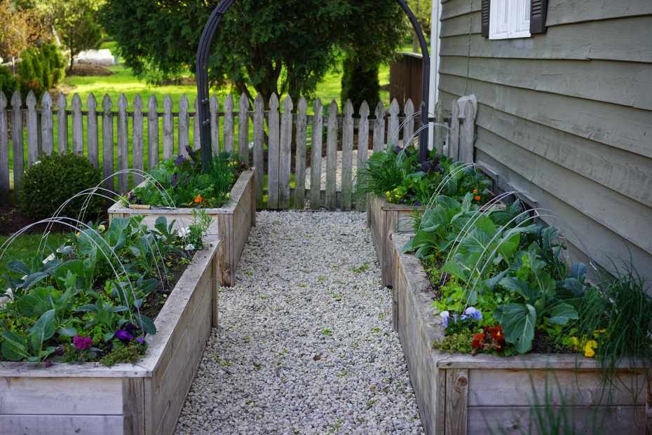 Why Aren T My Cabbages Forming A Head Gardenary Why Aren T My Cabbages Forming A Head Gardenary