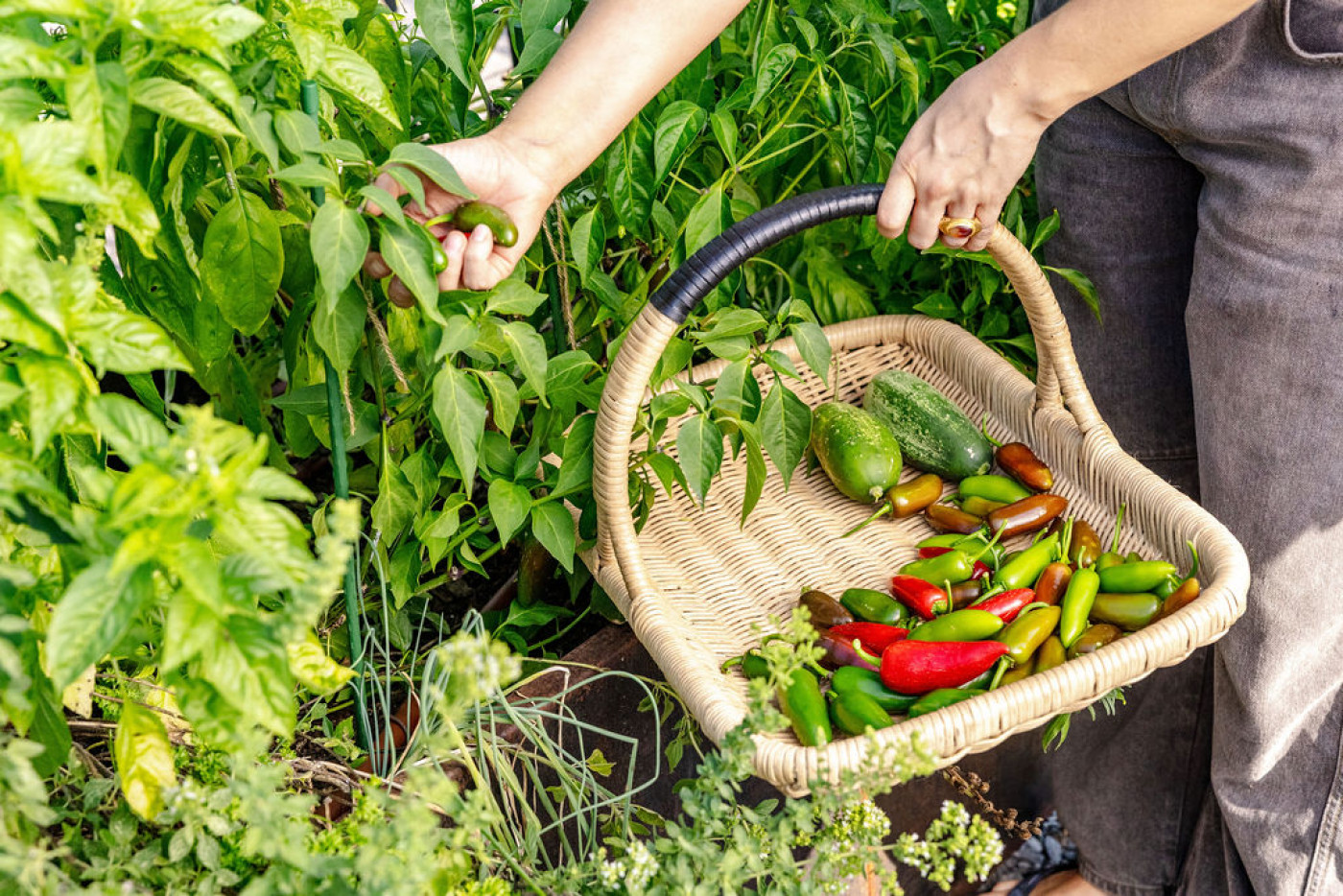 harvesting different pepper varieties