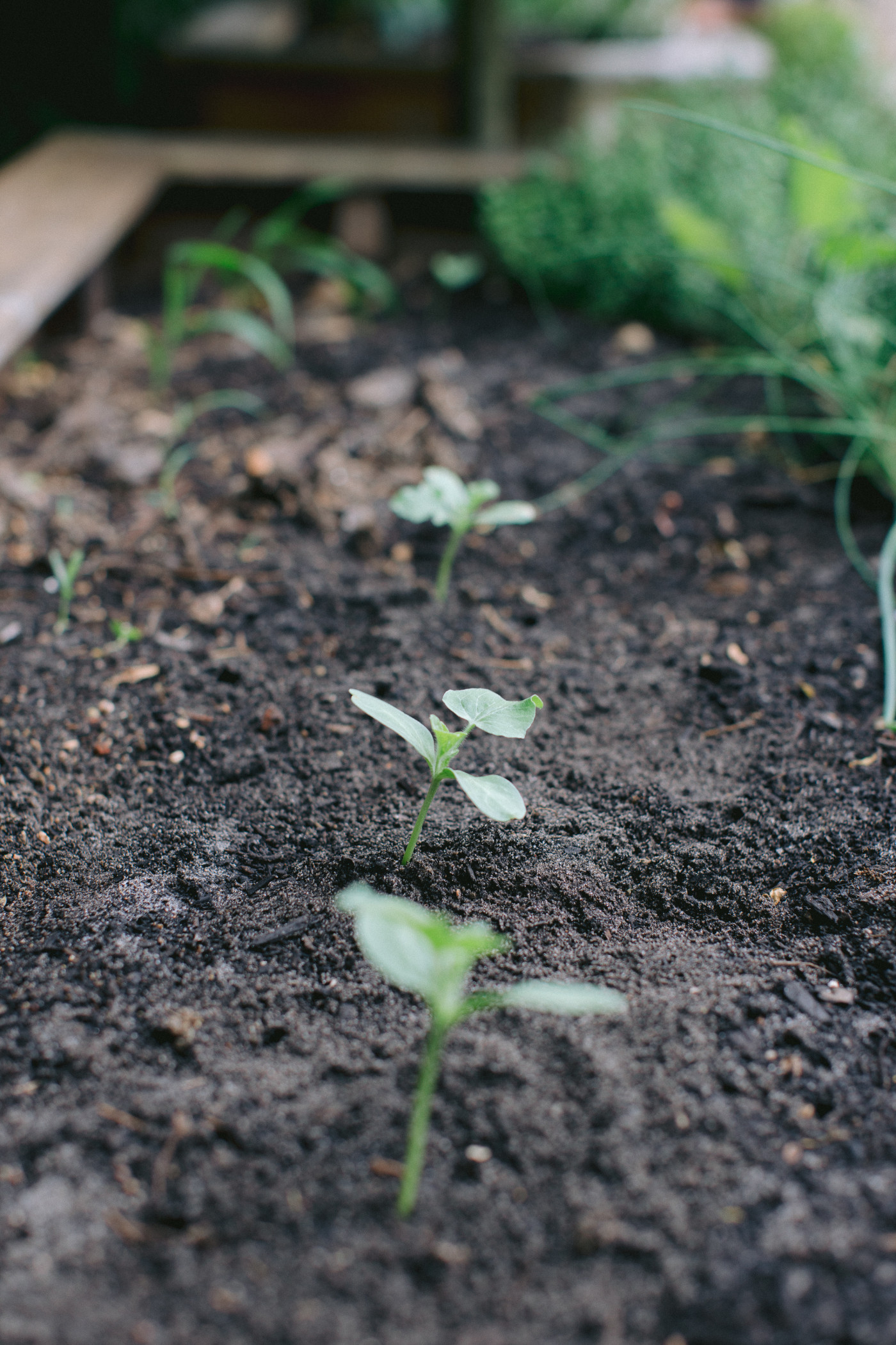 Young seedlings growing from the soil.