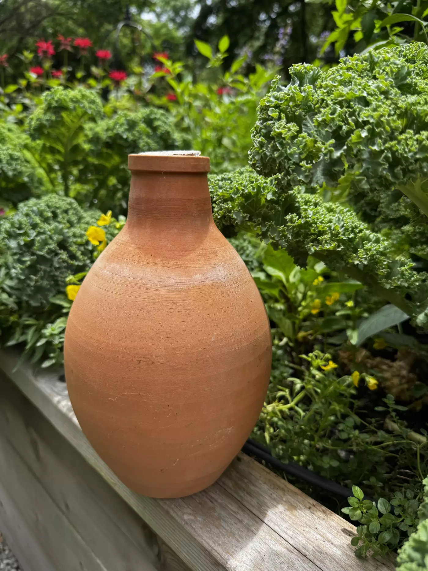 a photo of an olla pot siting on a raised bed.