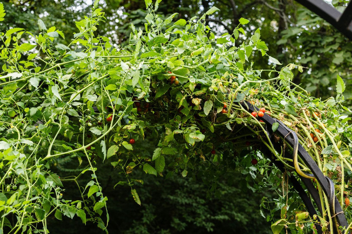 tomato plant growing on arched trellis